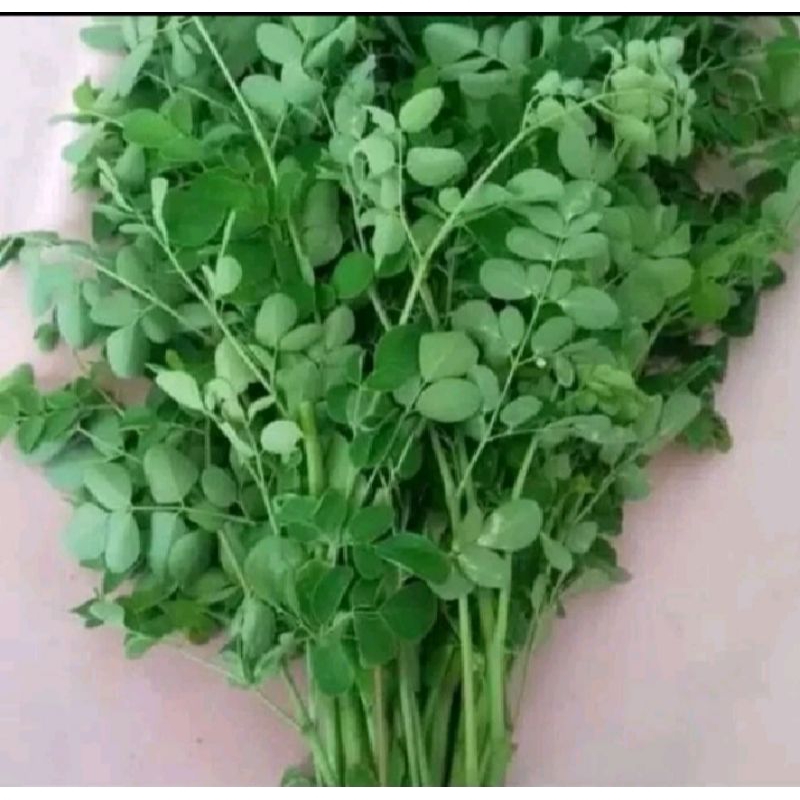 

Daun kelor muda segar 100 gram di petik dadakan