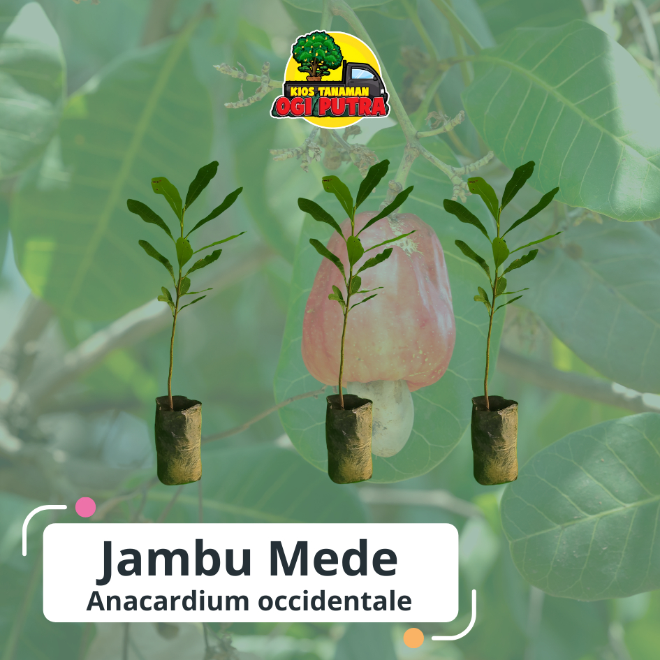 

Bibit Jambu Mede