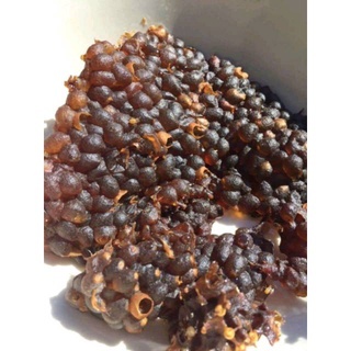 

300gr Madu sarang klanceng lanceng kelulut