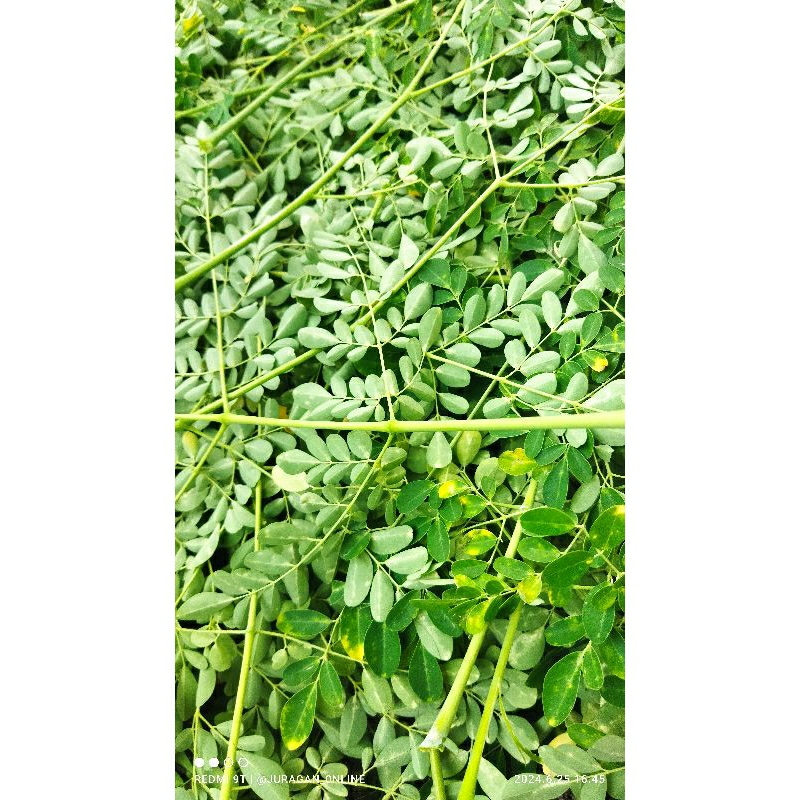 

Daun kelor atau teh daun kelor