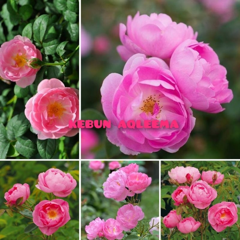 Mawar Import David Austin - Skylark