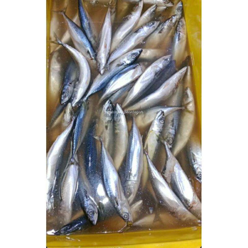 

Ikan salem ikan sarden segar harian berkualitas 1kg isi 8/12 (bukan frozen) free dibersihkan