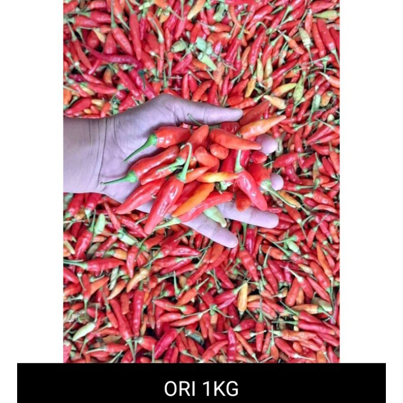 

Cabe rawit organik