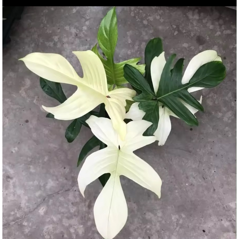TANAMAN HIAS PHILODENDRON FLORIDA GHOST VARIGATA