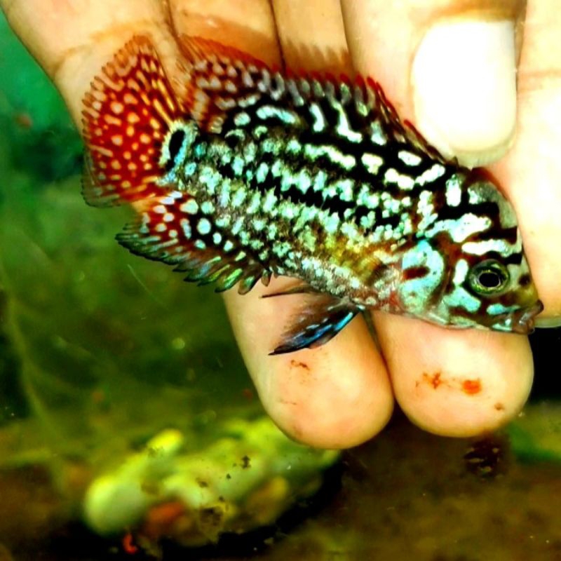 Burayak louhan kamfa f2 ori thailand 1000%