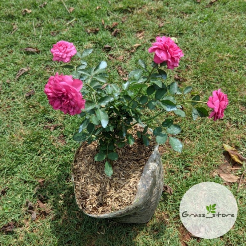 Tanaman Hias Mawar Sudah Berbunga | Bunga rose | Kembang mawar | Mawar