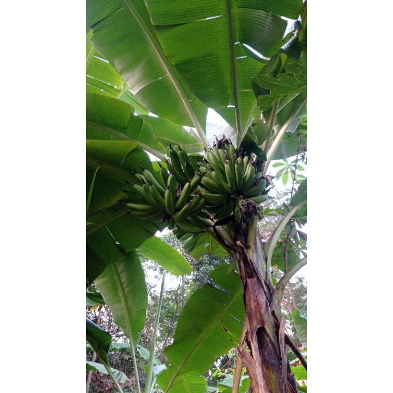 

Pisang Goroho 1kg