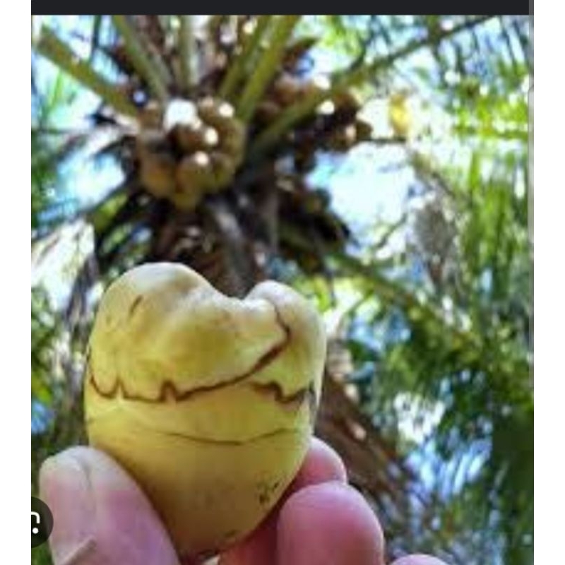 

BelulukTembulukBuahkelapakecil