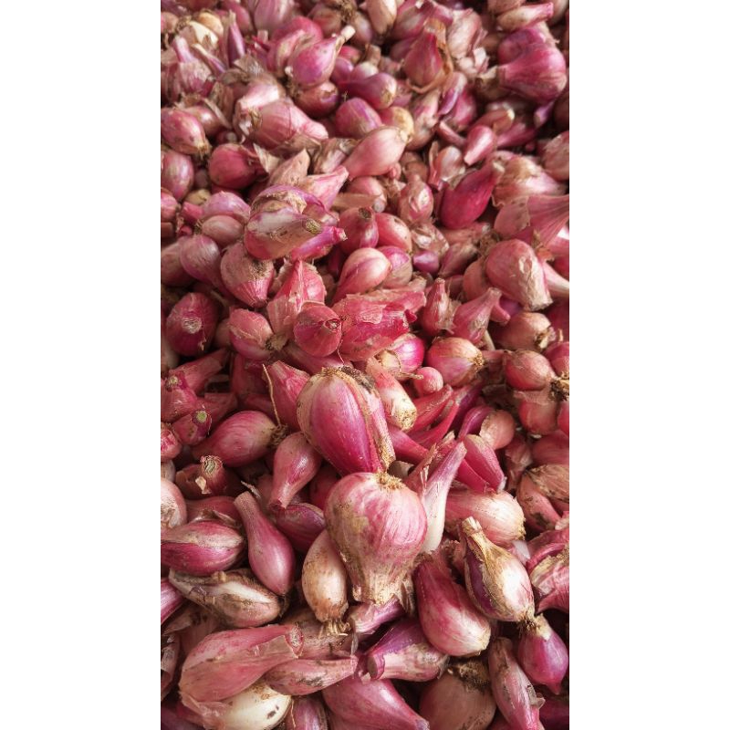 

Bawang merah sayur