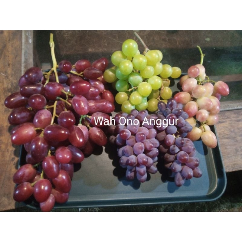 Bibit anggur import valid bergaransi