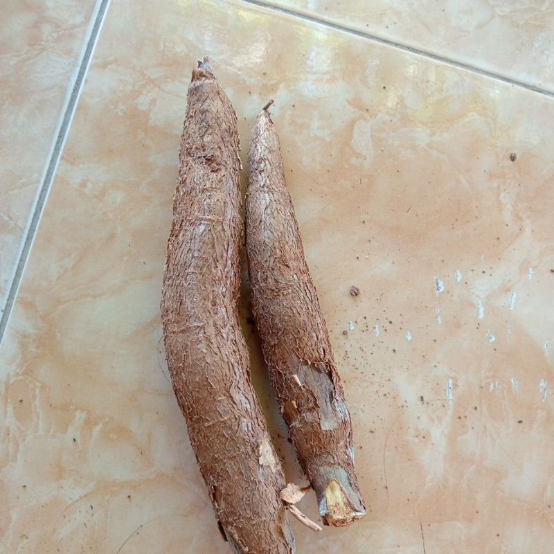 

singkong konsumsi
