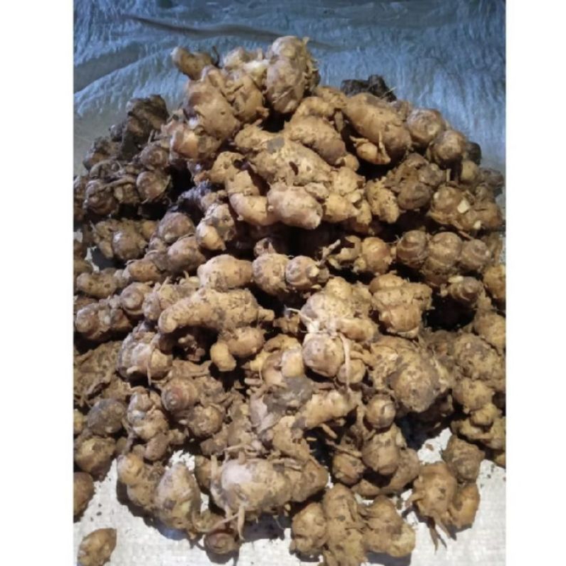 

kencur bumbu dapur dan jamu alami / herbal 500g