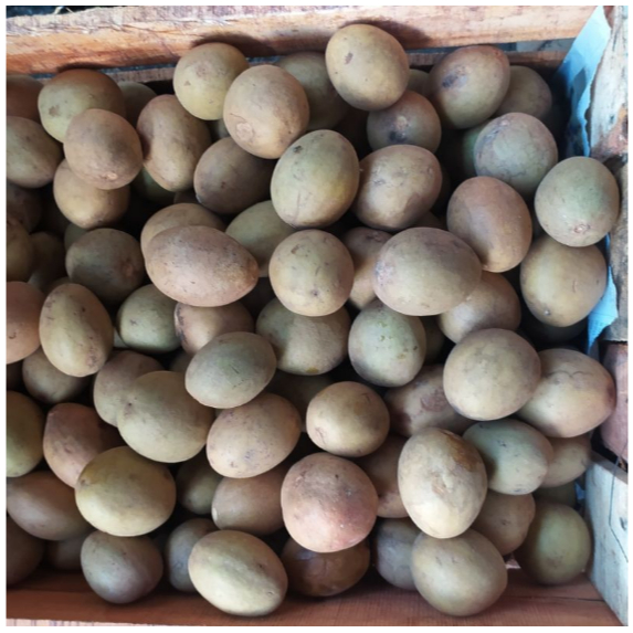 

Buah Sawo Lokal Sawo Manis Tua 1kg Buah Segar Cikarang
