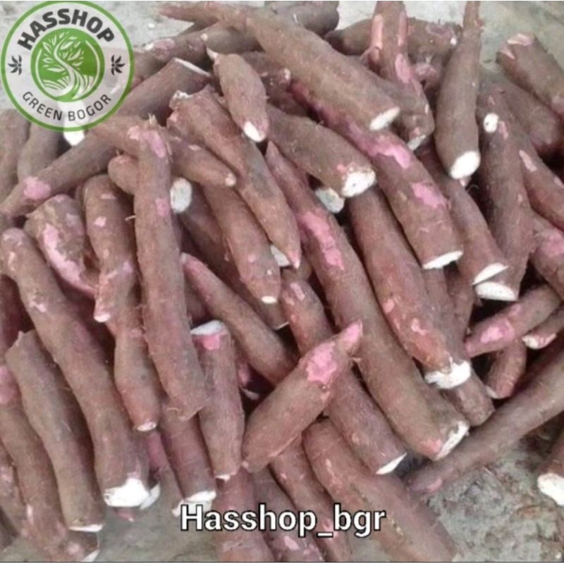 

Promo !!! Bisa (COD) Singkong Keju empuk enak pulen