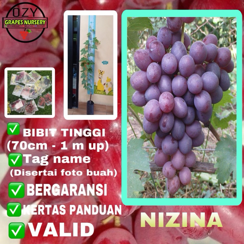 BIBIT ANGGUR NIZINA