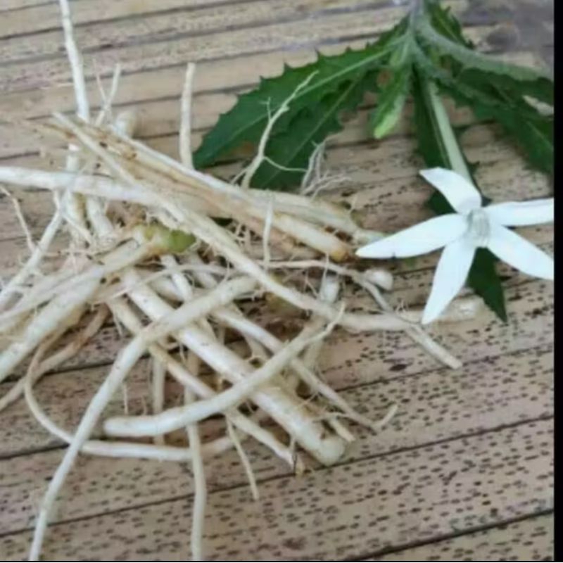 

Akar bunga kitolod organik berat 100g untuk obat herbal