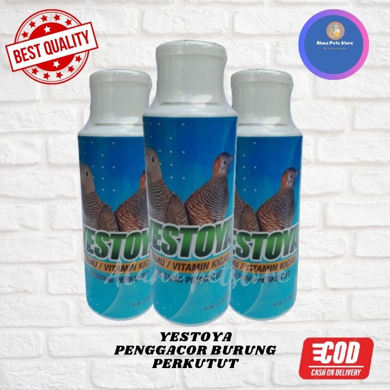 yestoya perkutut penggacor burung perkutut