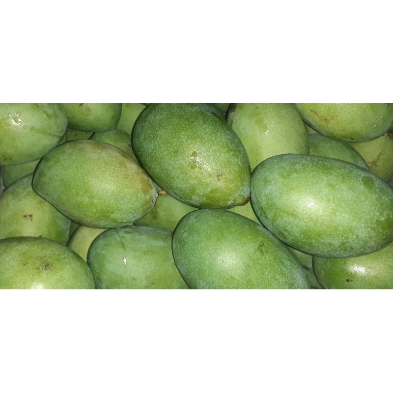 

buah mangga manalagi/rujak mangga,pencit 1 kg