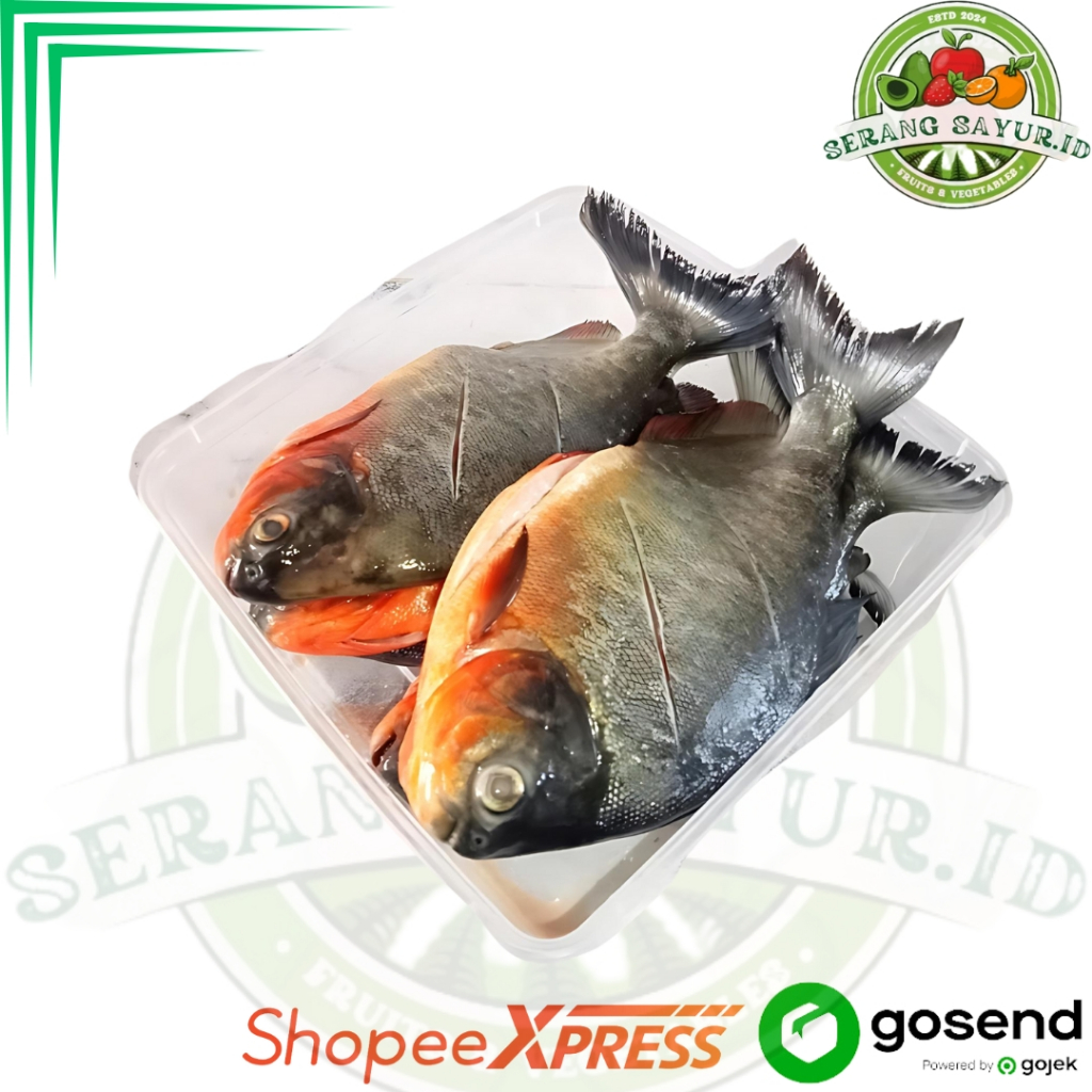 

IKAN BAWAL 500 GR - 1 KG | SayurInstan