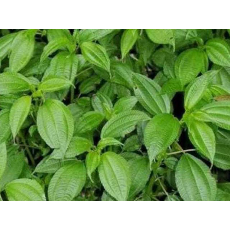 

Daun pohpohan segar dan alami banyak khasiat untuk kesehatan 500gr