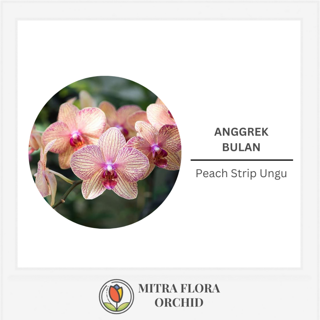 Anggrek Bulan Jumbo Peach Strip Ungu