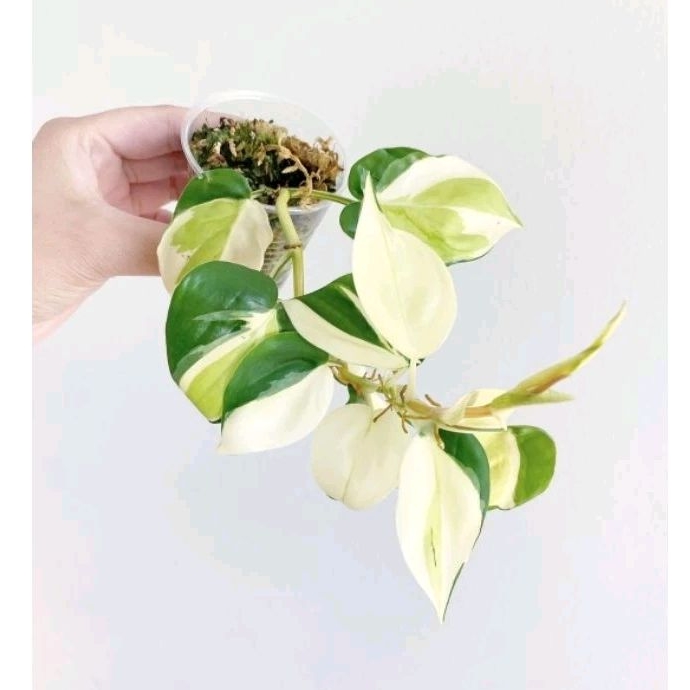 Tanaman Hias Philodendron GABBY-Tanaman Hias Hidup Merambat Cantik