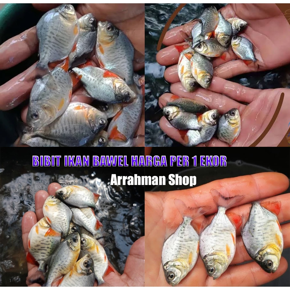 ikan bawal konsumsi bibit ikan bawal hidup - anak ikan bawal benih ikan bawal harga per 1 ekor