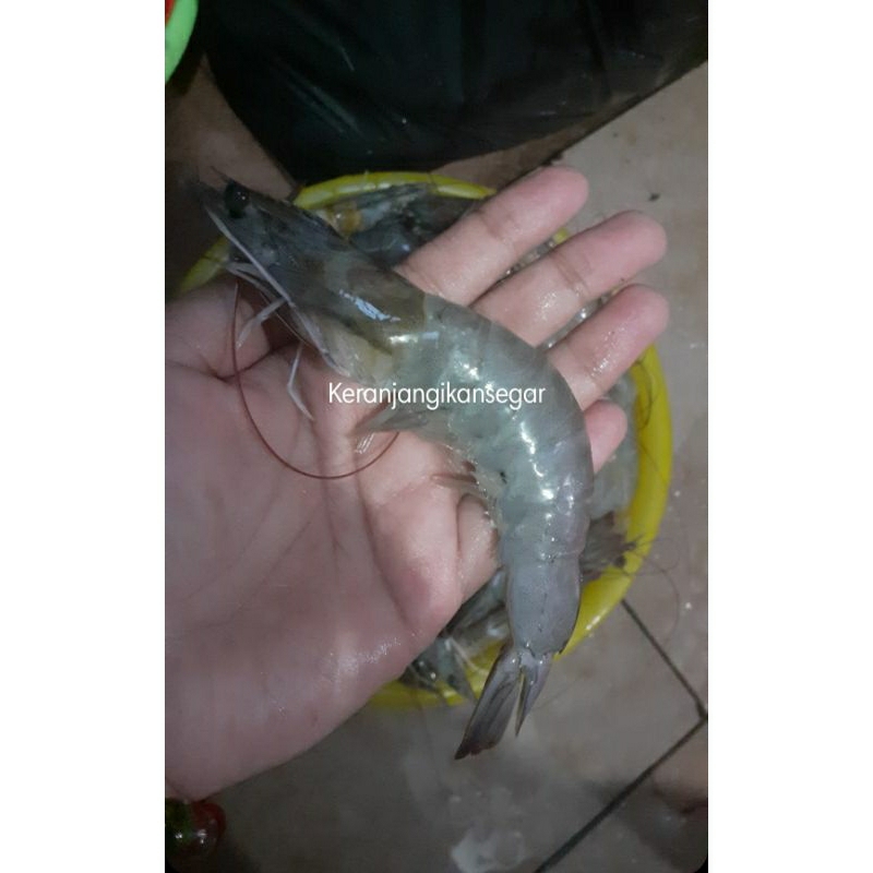 

Udang vaname segar harian berkualitas size 30/40 (bukan frozen) free dibersihkan