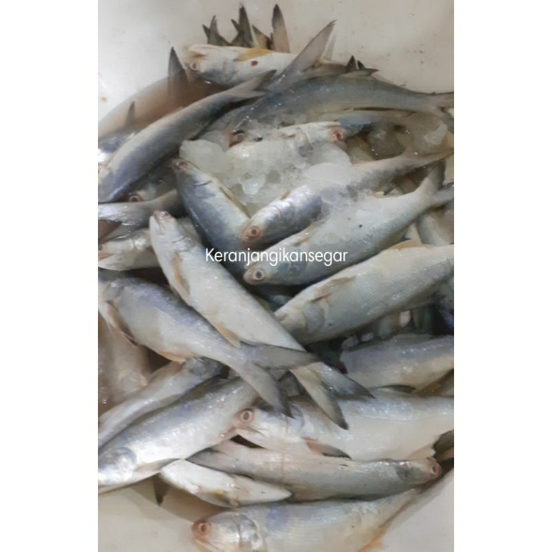 

Ikan senangin segar harian berkualitas 1kg (bukan frozen) free dibersihkan