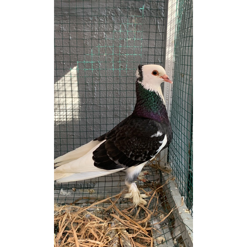 Burung Merpati BLANTONG JAMBUL JEMBROS GRADE A EKOR PUTIH Clean HEAD