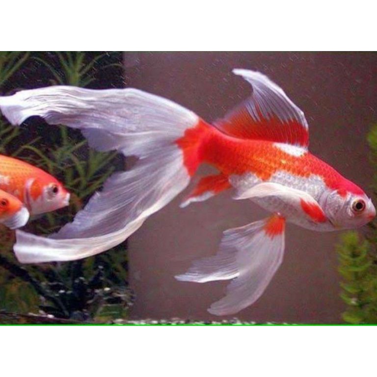 KODE L2Y paket 1e IKAN KOMET INDUKAN HIAS AQUARIUM IKAN KOMET SLAYER INDUKAN