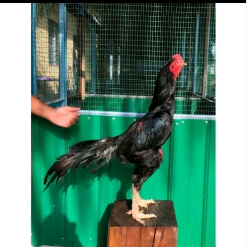 Telur Ayam Bangkok Pakhoy Blackbul Ayam Hias Hanya untuk ditetaskan Pakoy hitam Jantan Induk black