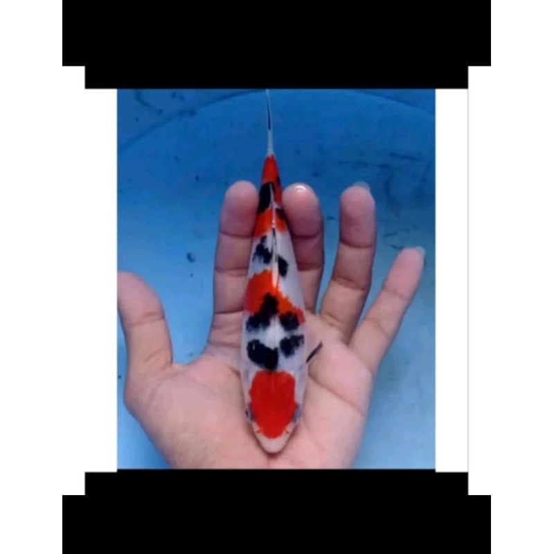 

paket 3 biji koi sanke ukuran 8-13cm
