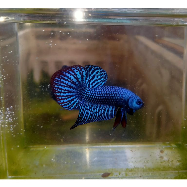 KODE S25J Wild betta allien hybrid blue