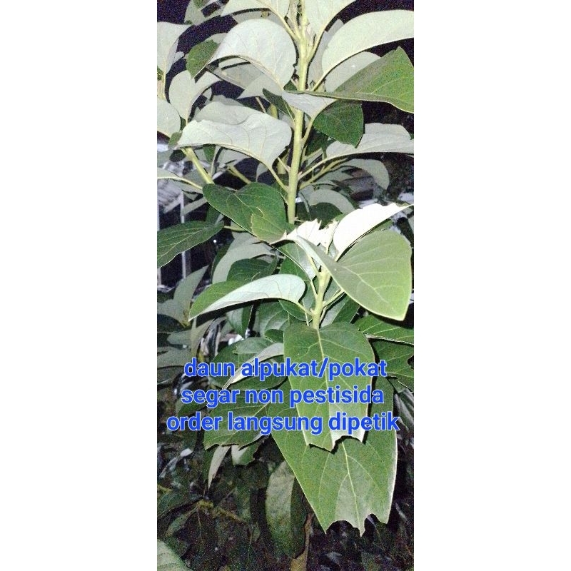 

Daun Alpukat Segar 30 lembar | Daun Pokat Segar | Medan | Non Pestisida | Alami