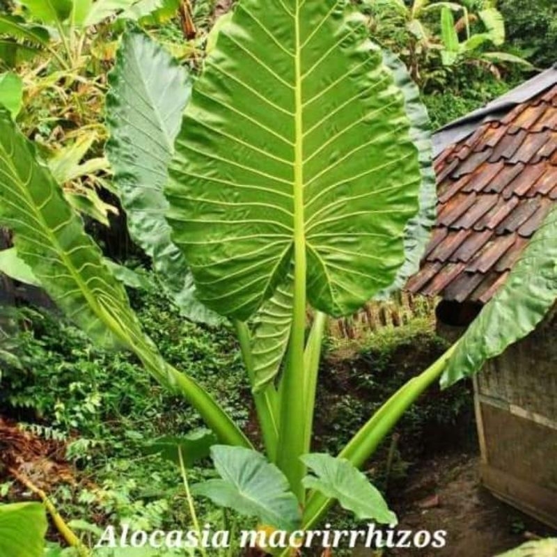 Bibit Talas Kajar Alocasia Macrirrhizos Sente Jumbo