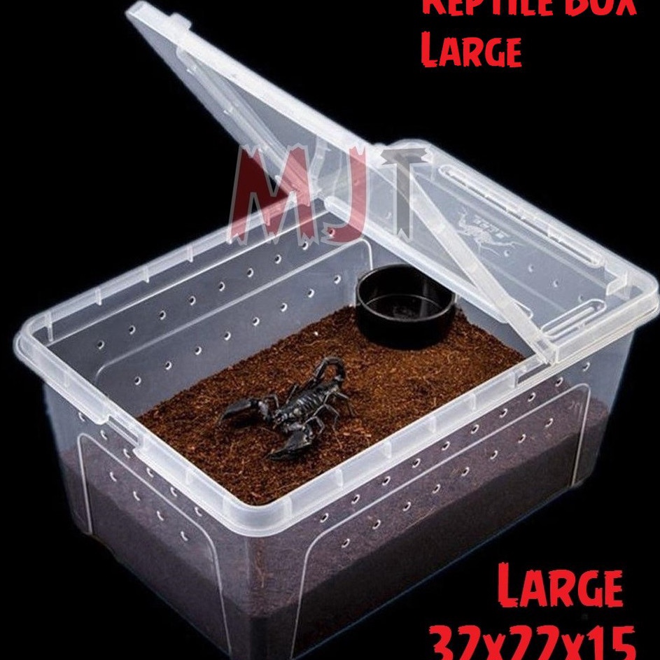 Flash Product  Square Box Reptile L 32x22x15cm  Feeding Box  Kotak Reptil Tarantula Gecko BD Iguana 