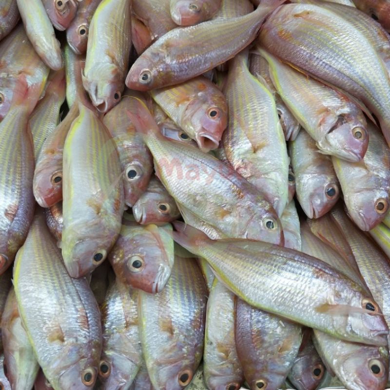 

KIRIM INSTAN Ikan Kerisi / Ikan Tuyul / Ikan Kurisi / Berat 500 Gram