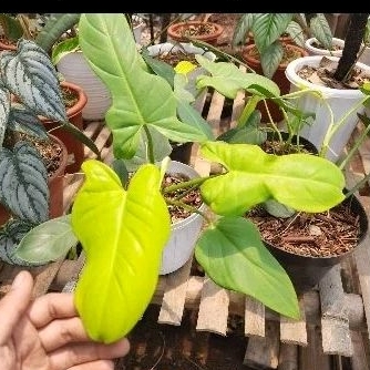 philodendron violin golden