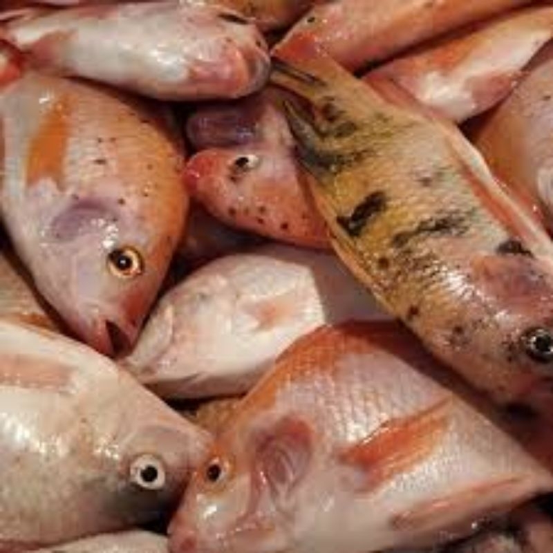 

ikan nila segar 500gram