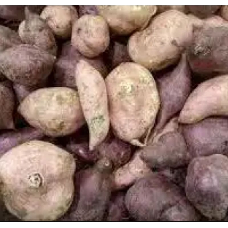 

UBI CILEMBU