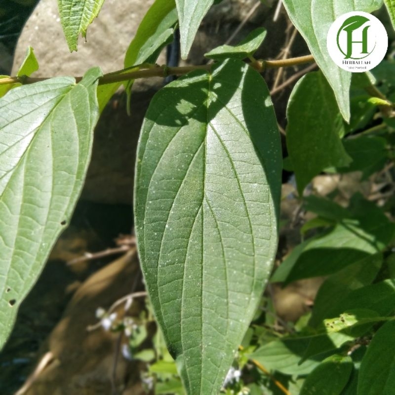 

Daun Sirih Hutan murni tanpa batang Segar 1 kg