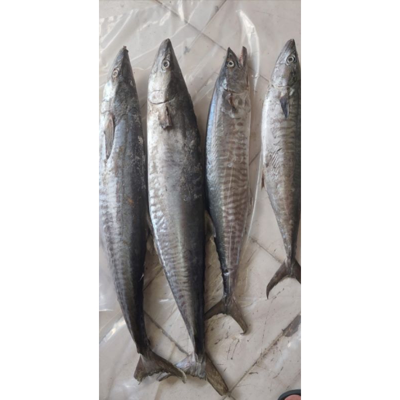 

ikan tenggiri
