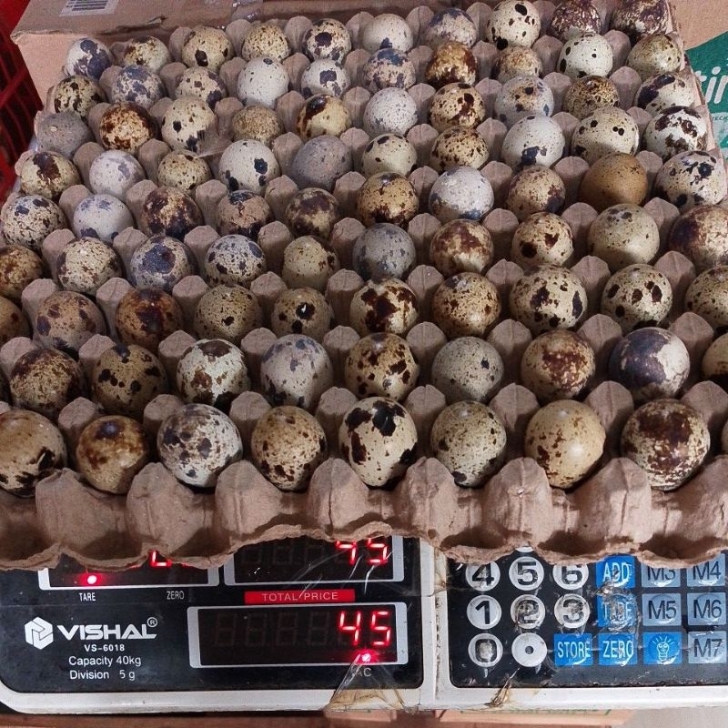 

TELUR PUYUH 1KRAT isi +/- 90btr