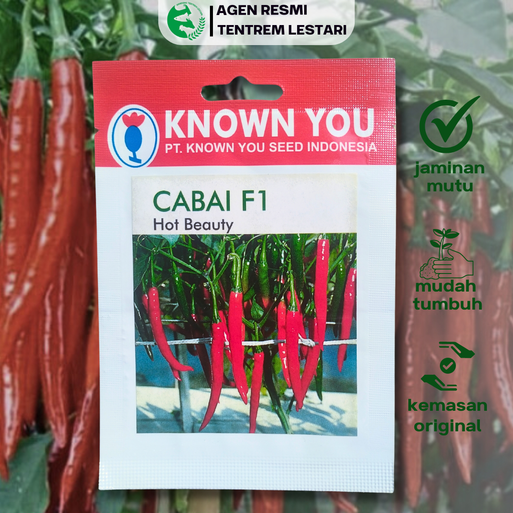 Benih Cabe Panjang F1 HOT BEAUTY 50 BIJI Known You Seed