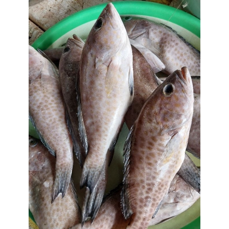 

PROMO IKAN KERAPU TOTOL SEGAR