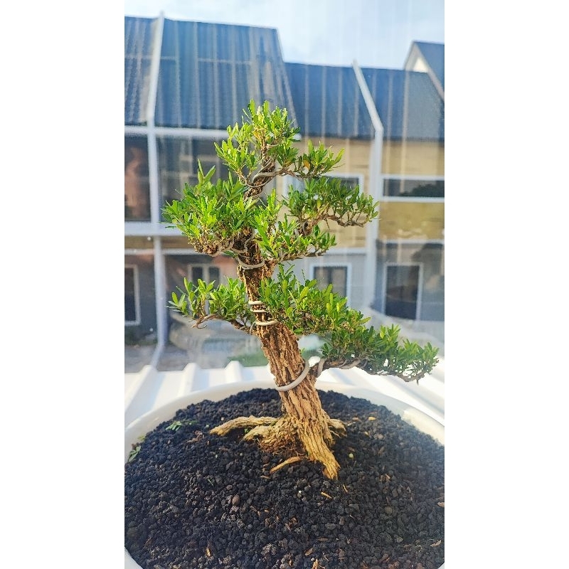 Bonsai Boxus Batang besar siap pajang