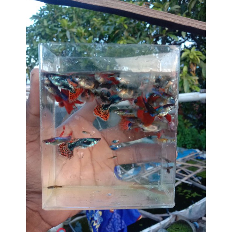 PAKET ikan Guppy CENDOLAN 3 eKor JAntan dan Betina KODE D9G9