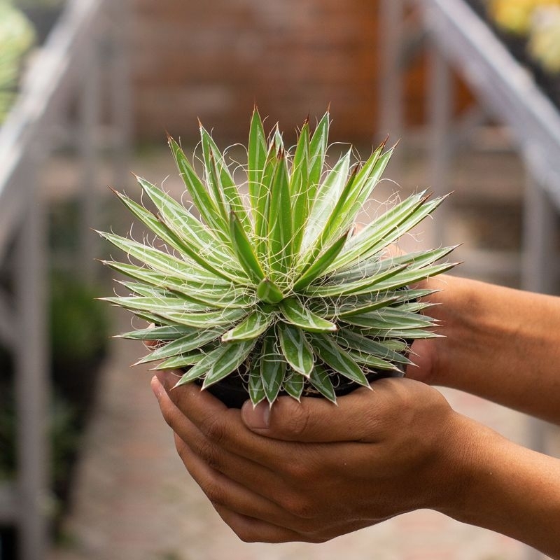AGAVE FILIFERA ( POT 12 CM )