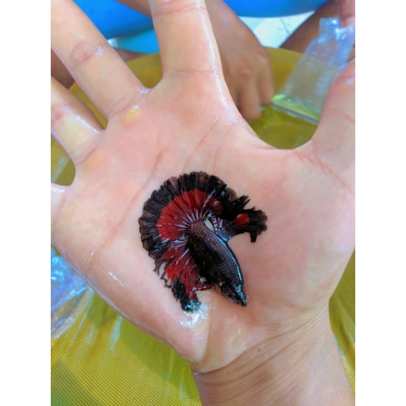 ikan cupang ROSETAIL (halfmoon gondrong)